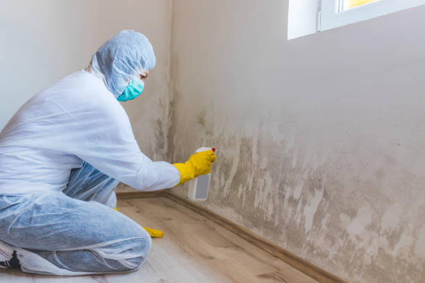Licensed Mold Inspection service in Midland, WA - WQB Mold Removal